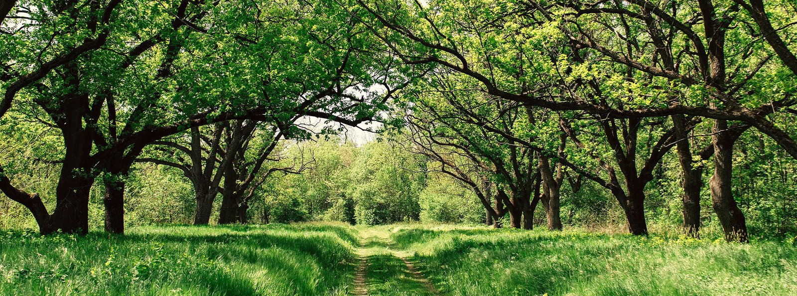 Dieta detox 7 giorni