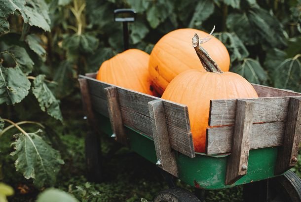 Ricette con la zucca 1900Cucina