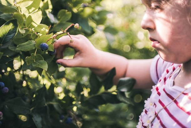 la magia dei mirtilli dolci succosi e buoni per la salute