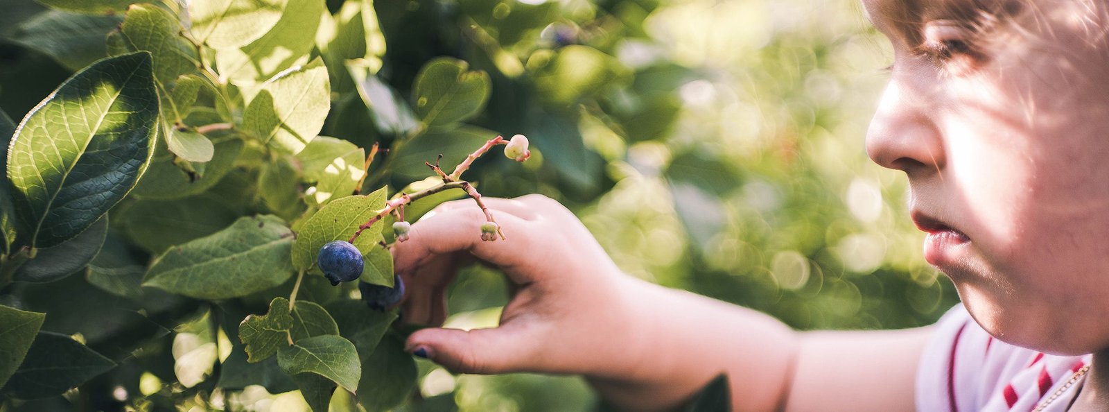 la magia dei mirtilli dolci succosi e buoni per la salute copertina