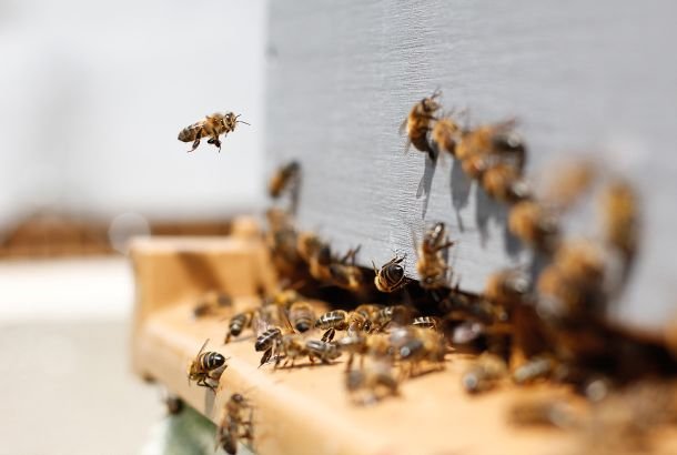 api e miele il dono piu dolce della natura