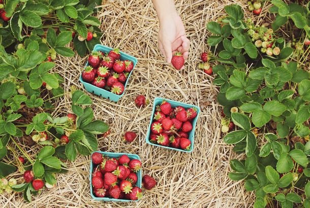 perche la fragola non e solo un bel frutto